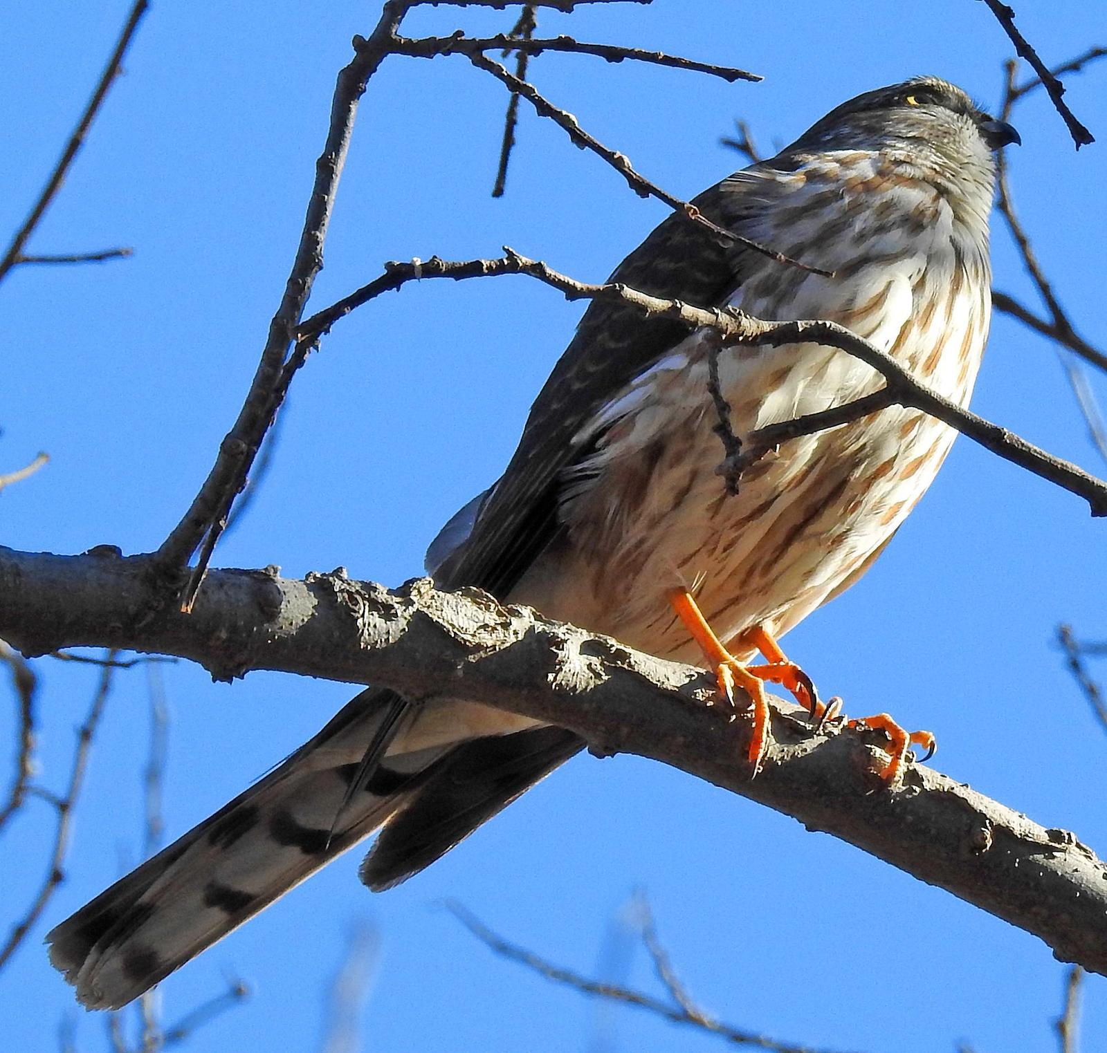 Sharp-shinned Hawk Photo by Tom Gannon