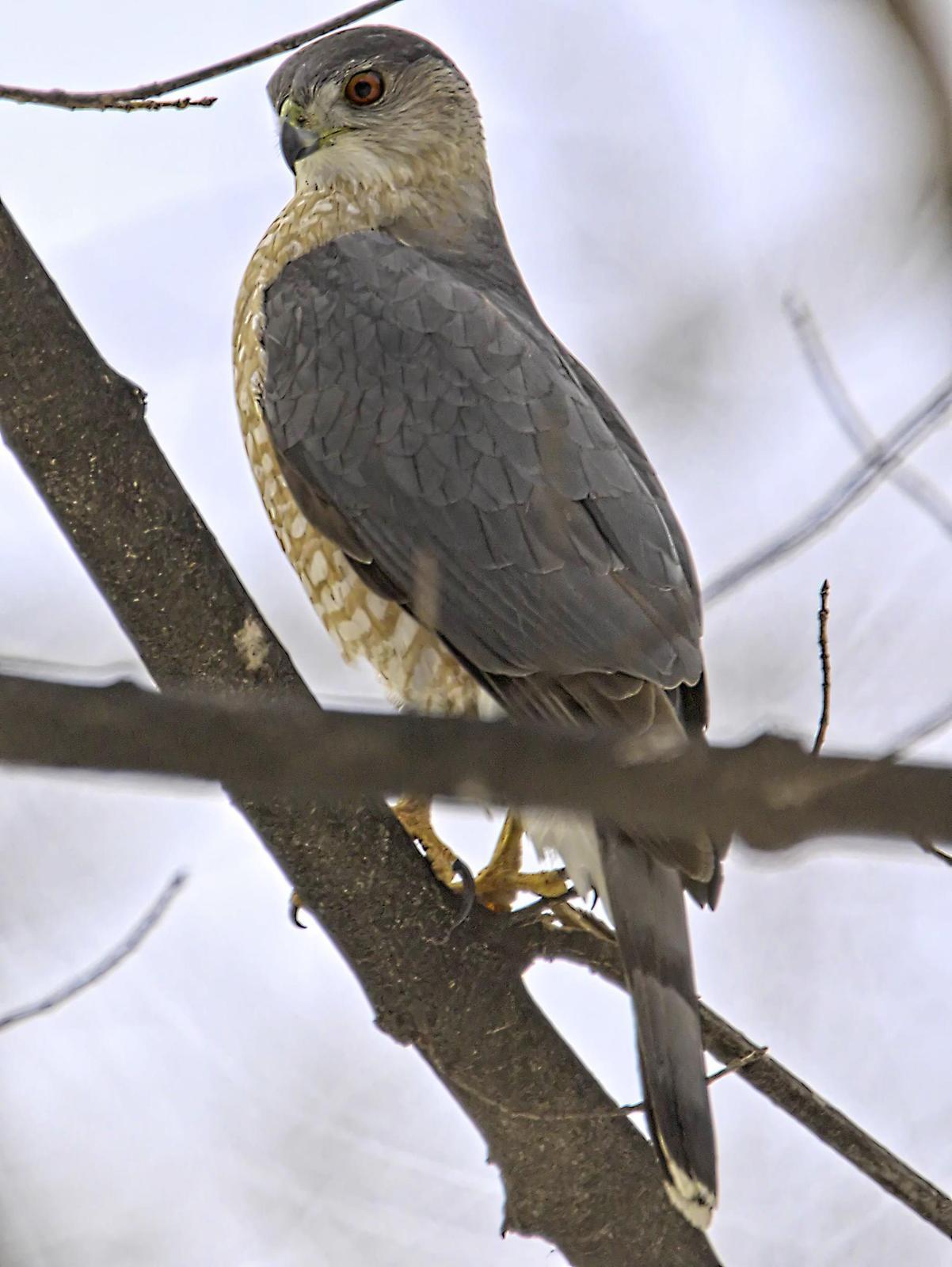 Cooper's Hawk Photo by Dan Tallman