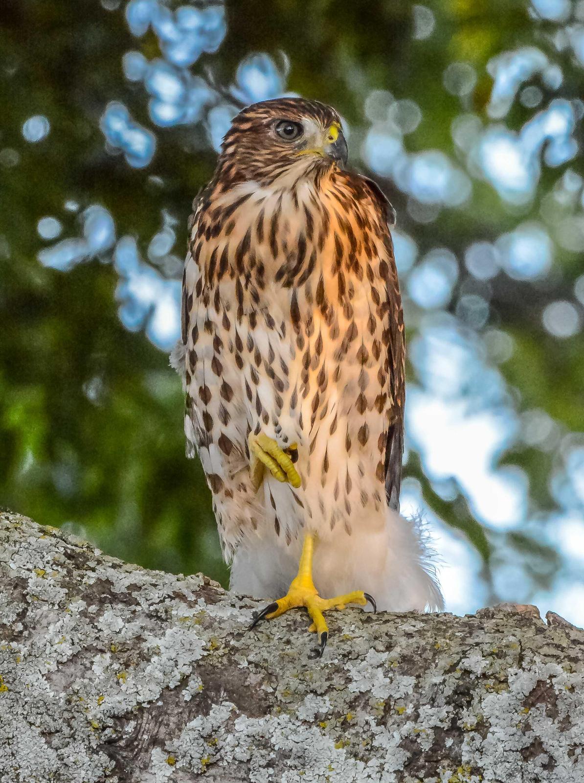 Cooper's Hawk Photo by Tyrone Shipiro