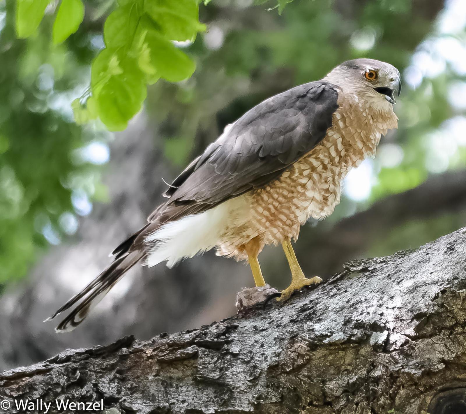 Cooper's Hawk Photo by Wally Wenzel