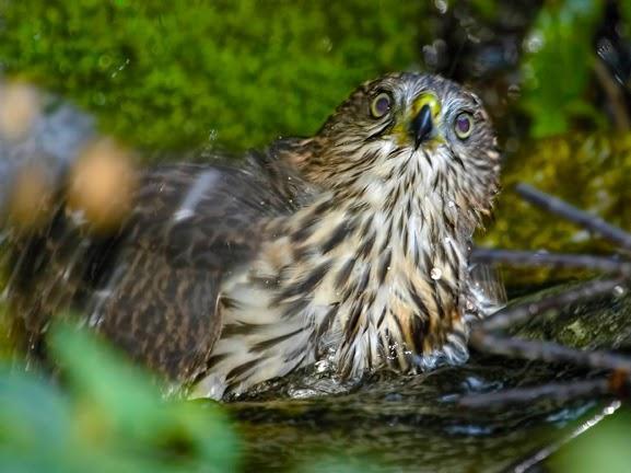 Cooper's Hawk Photo by Dan Tallman