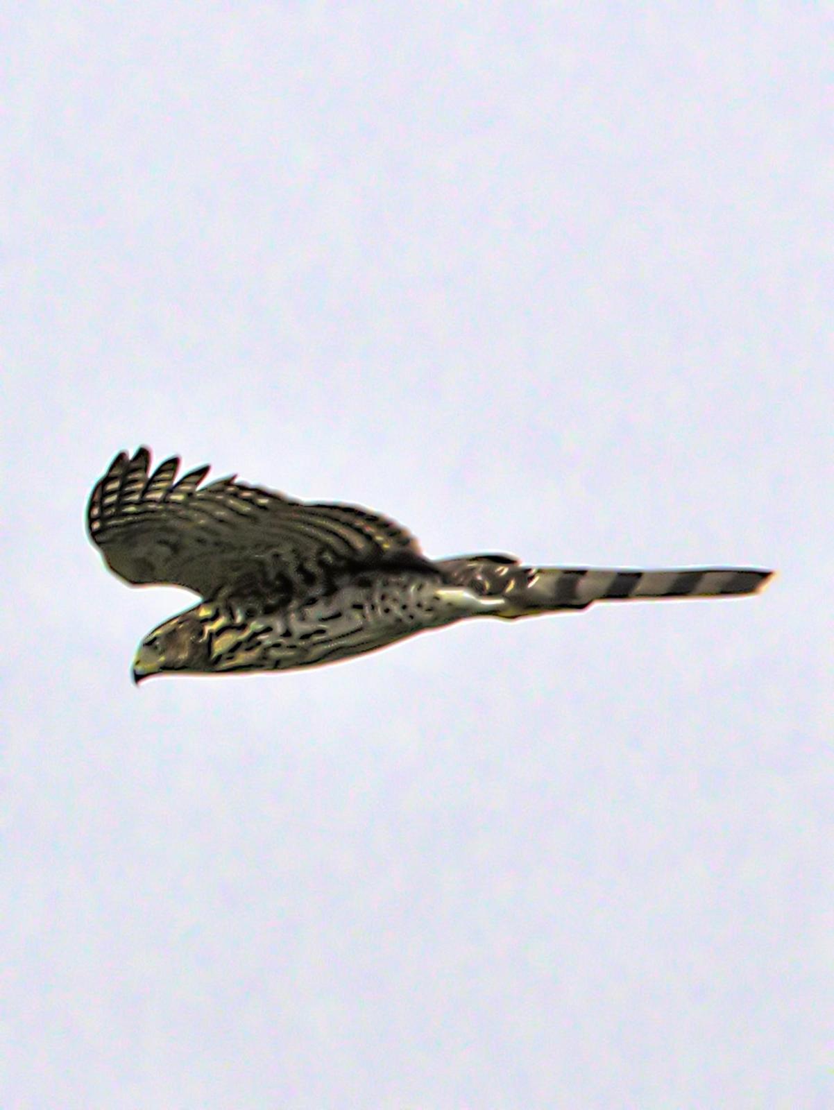 Cooper's Hawk Photo by Dan Tallman