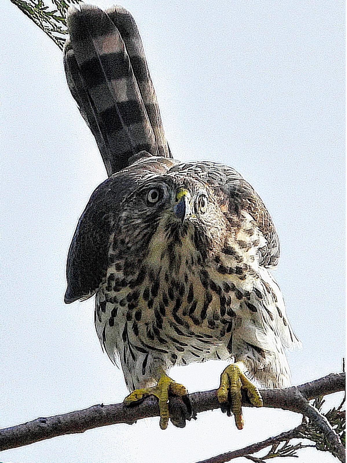 Cooper's Hawk Photo by Dan Tallman