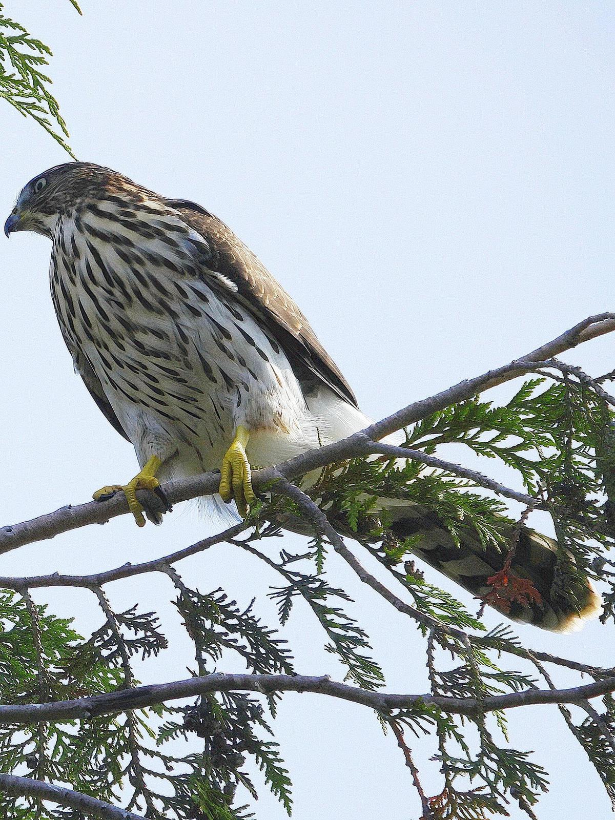 Cooper's Hawk Photo by Dan Tallman