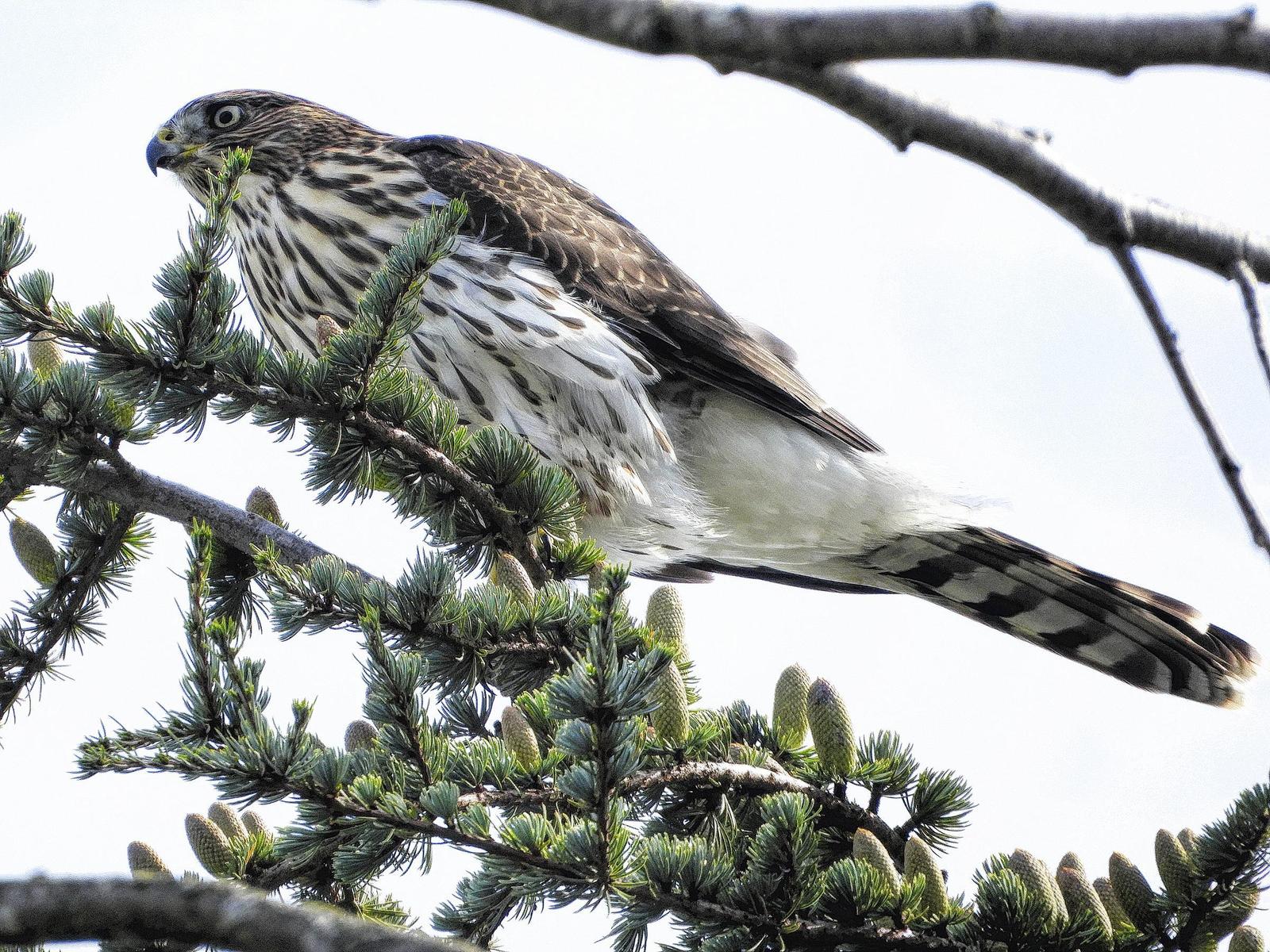Cooper's Hawk Photo by Dan Tallman