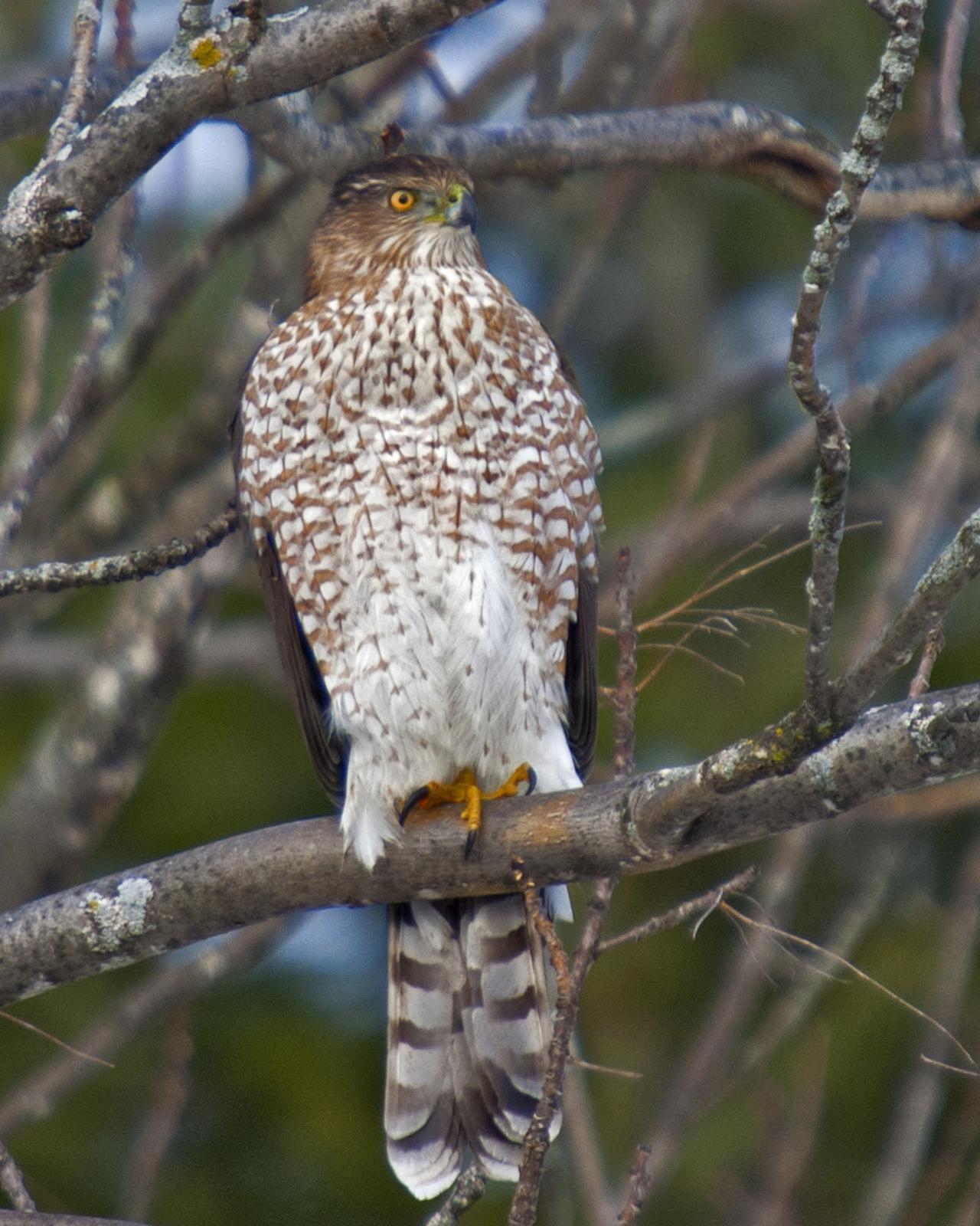 Cooper's Hawk Photo by James Hawley