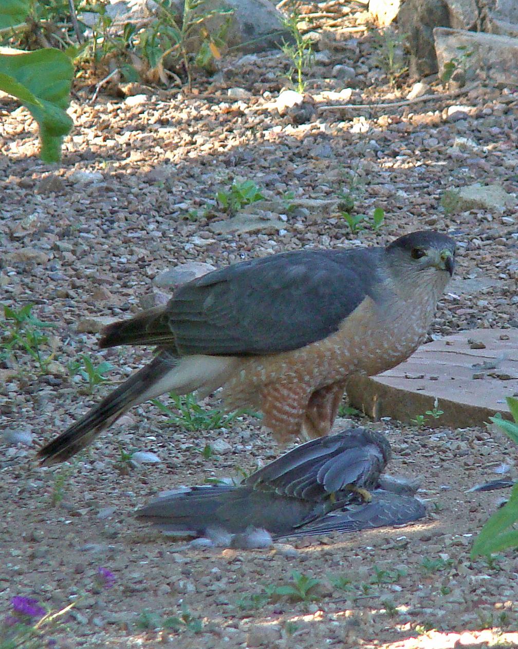 Cooper's Hawk Photo by Robert Behrstock