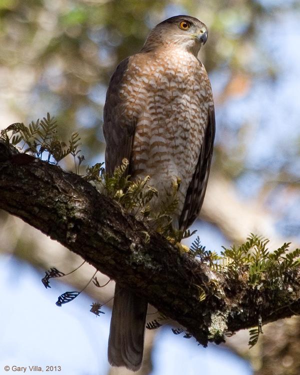 Cooper's Hawk Photo by Gary Villa