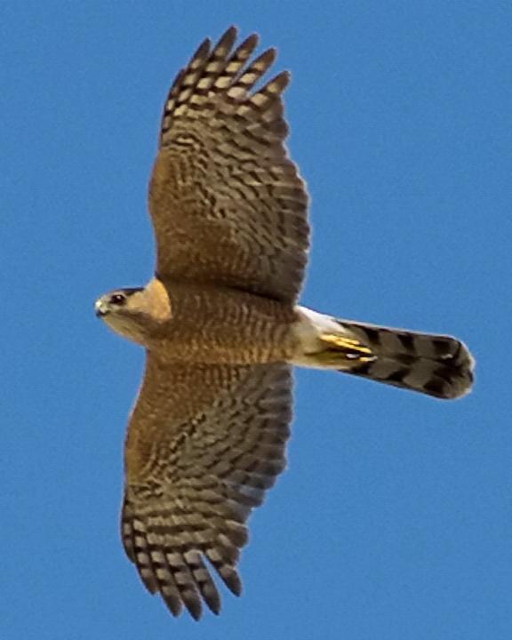 Cooper's Hawk Photo by Anthony Gliozzo