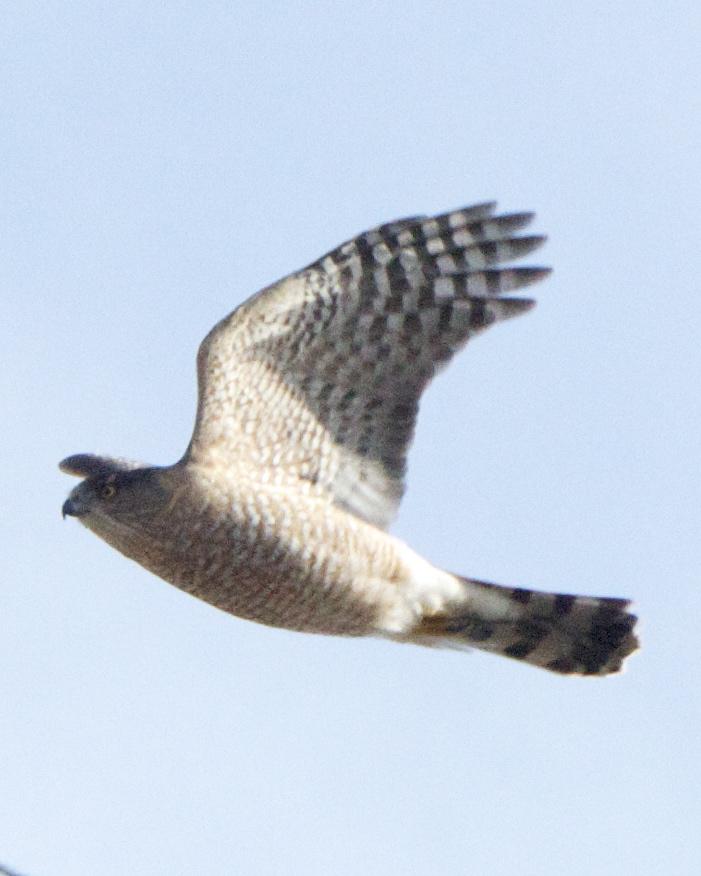 Cooper's Hawk Photo by Mark Baldwin