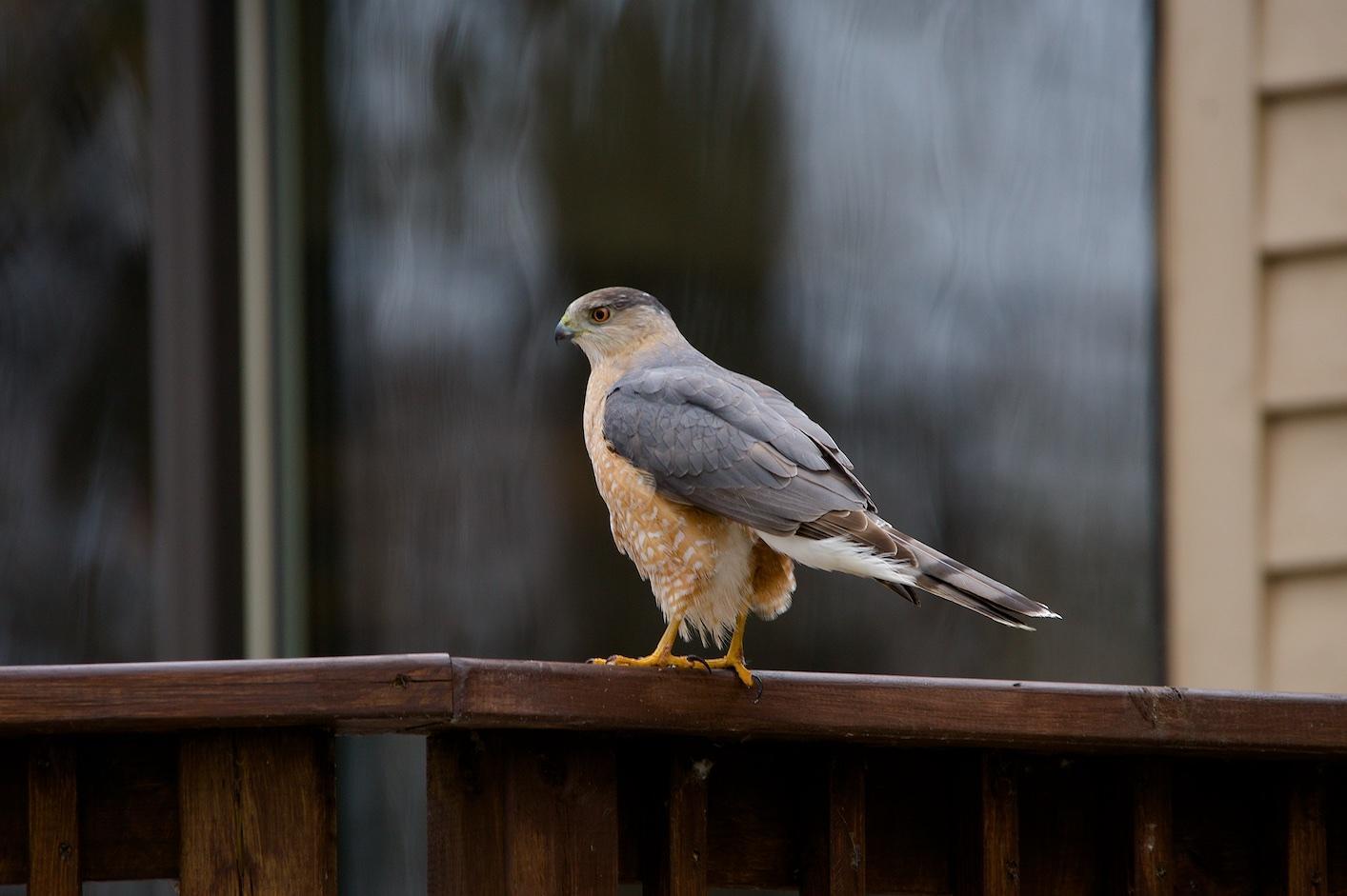 Cooper's Hawk Photo by Gerald Hoekstra
