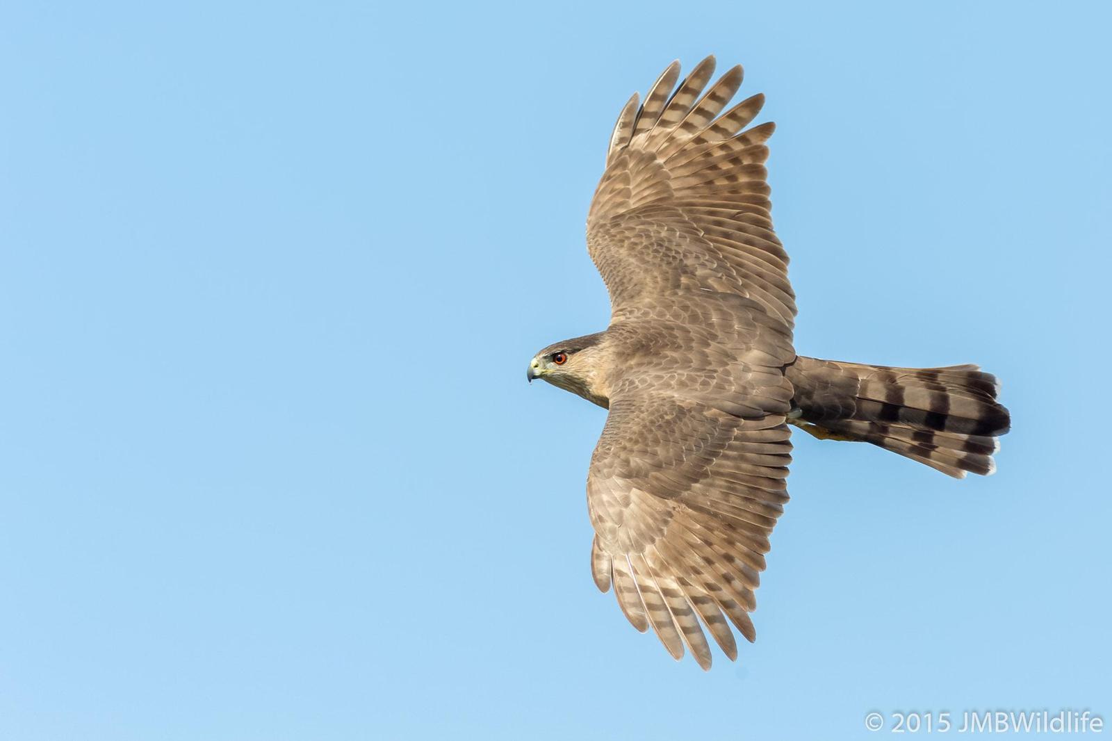 Cooper's Hawk Photo by Jeff Bray