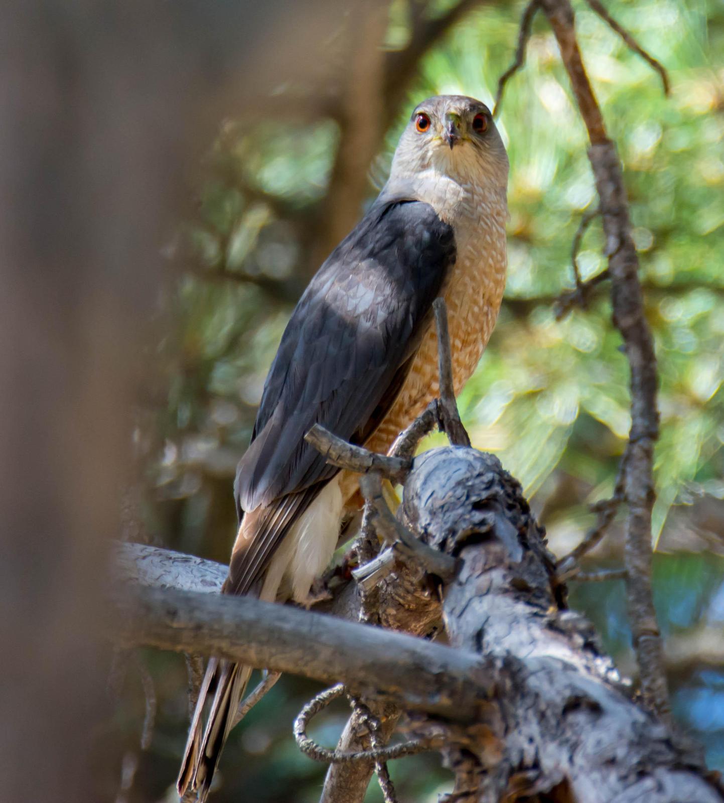 Cooper's Hawk Photo by Karen Prisby