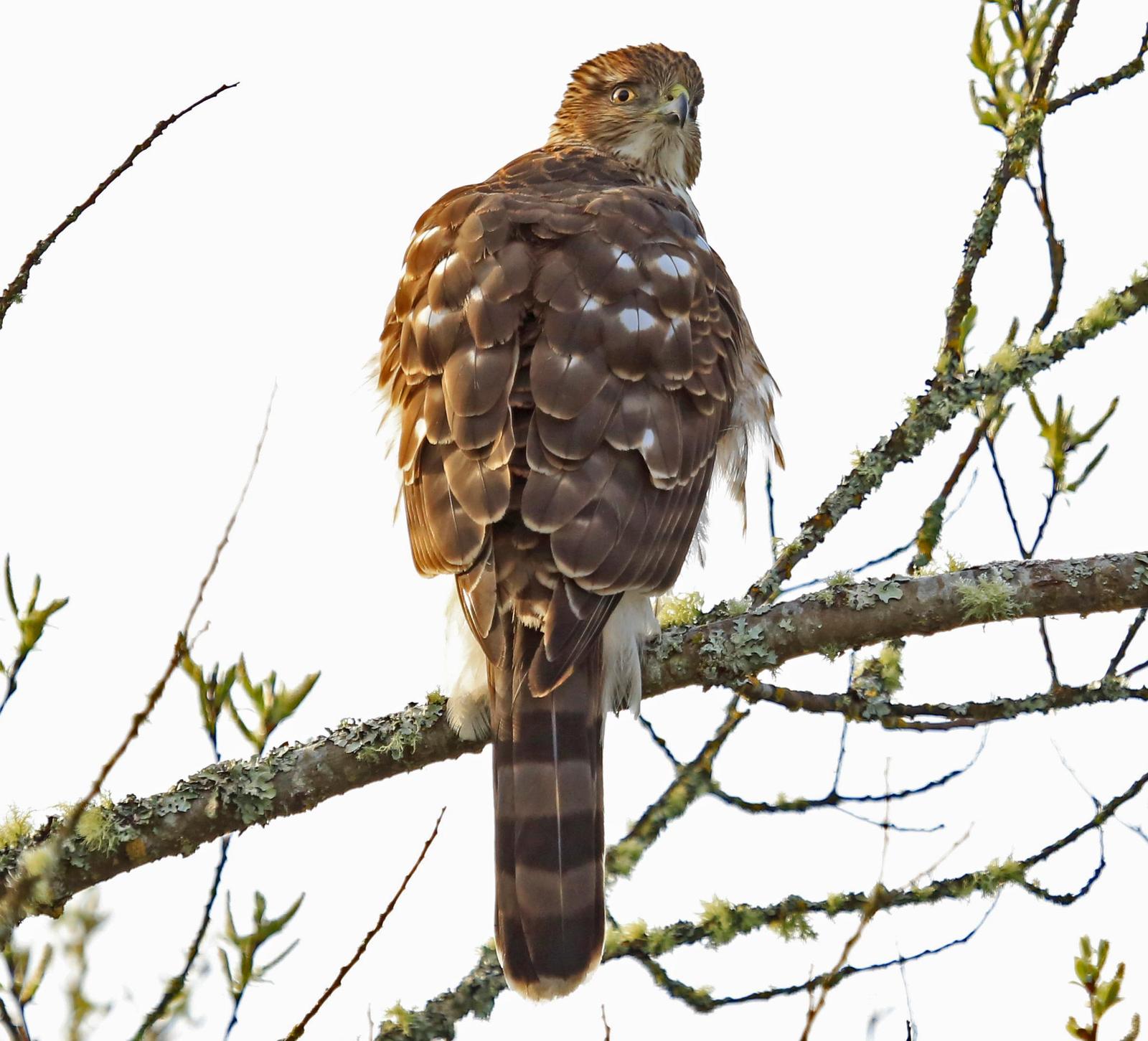 Cooper's Hawk Photo by Jim  Murray