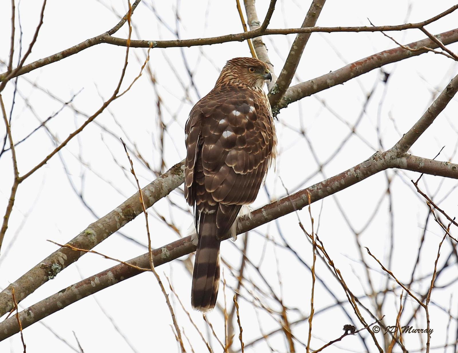 Cooper's Hawk Photo by Jim  Murray