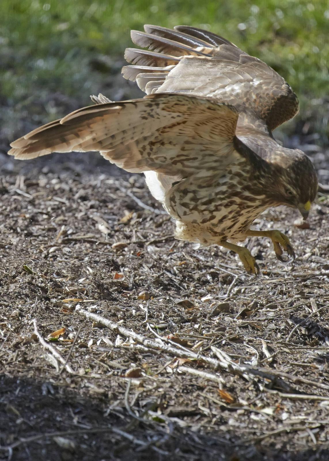 Cooper's Hawk Photo by Eric Eisenstadt