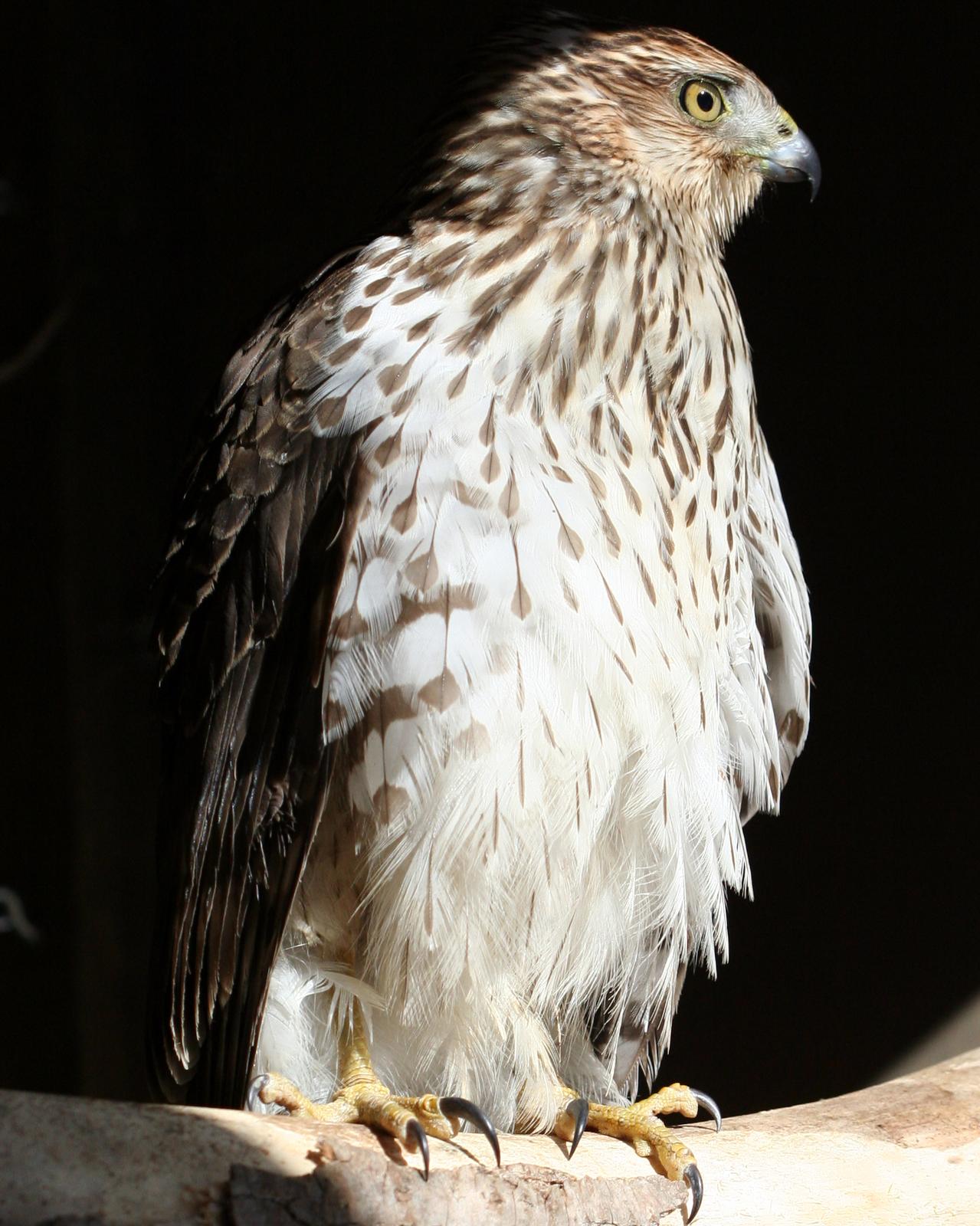 Cooper's Hawk Photo by Anna E. Wittmer