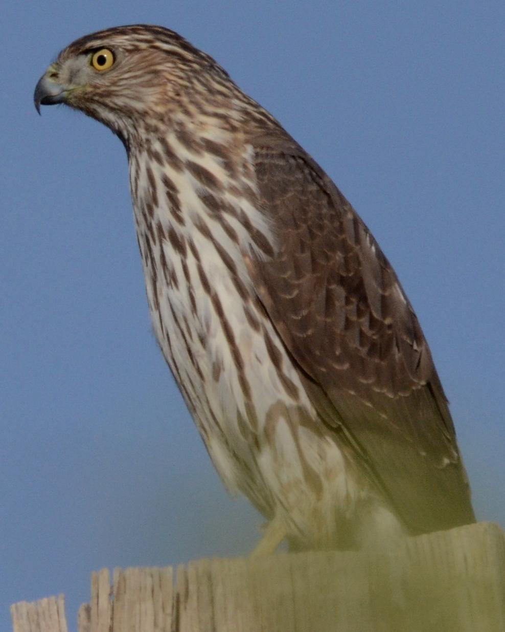 Cooper's Hawk Photo by Dan Belcher