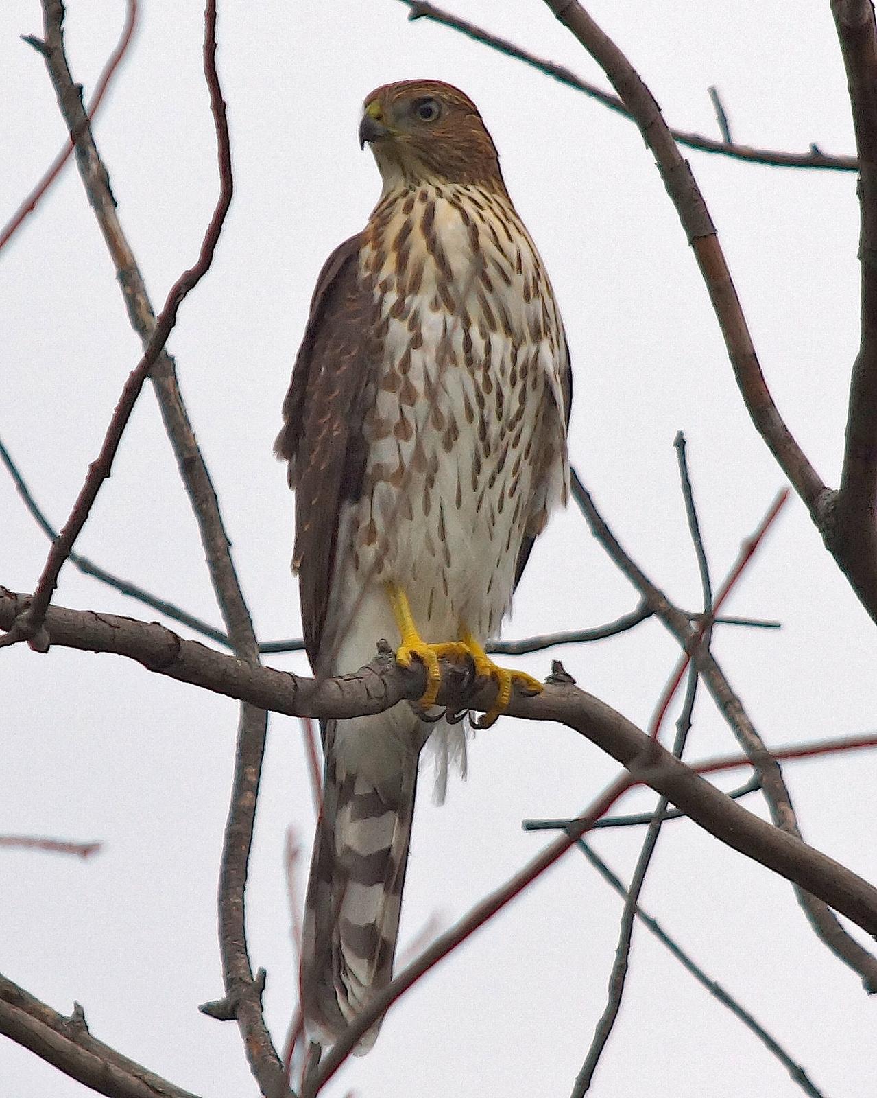 Cooper's Hawk Photo by Gerald Hoekstra