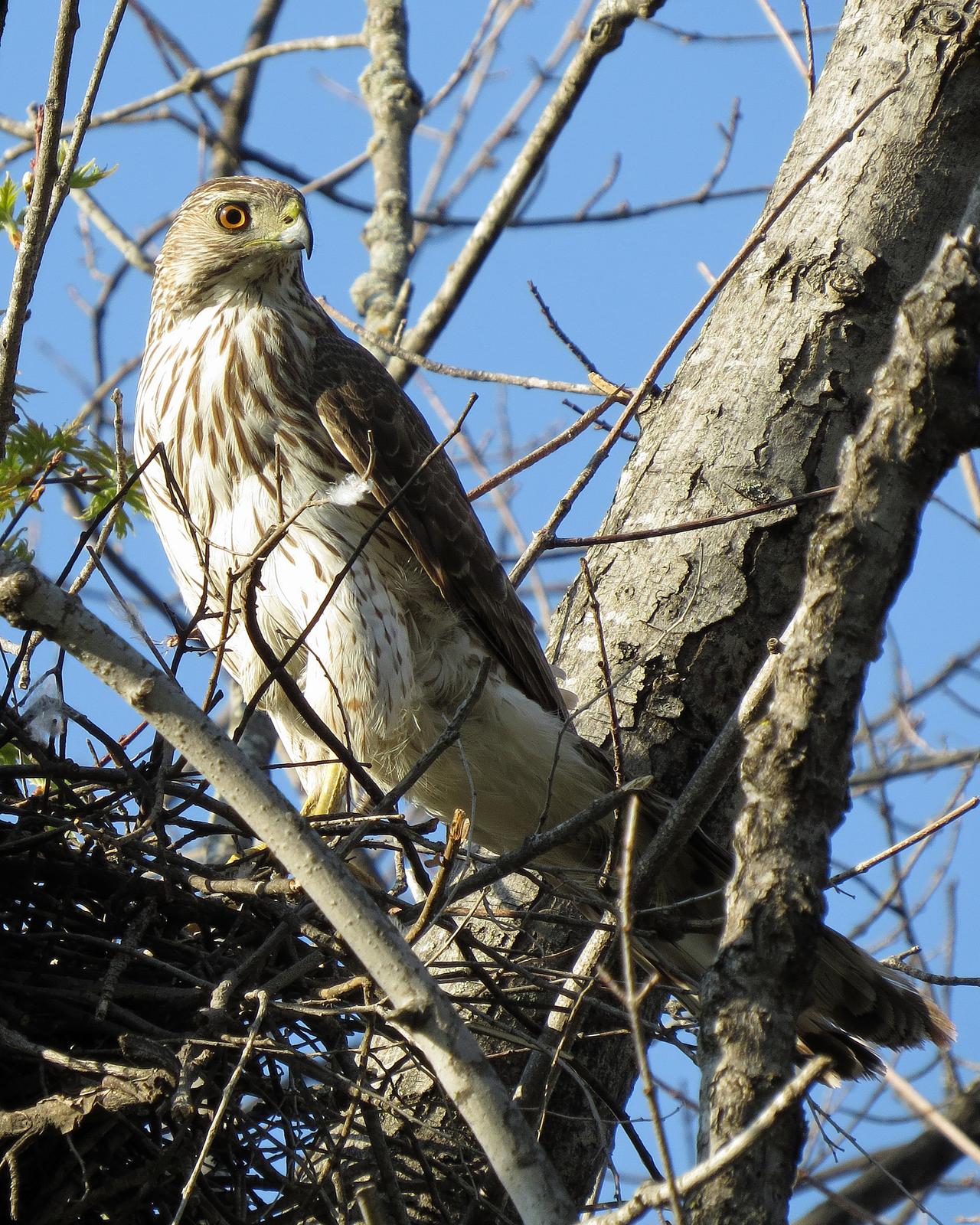 Cooper's Hawk Photo by Kelly Preheim