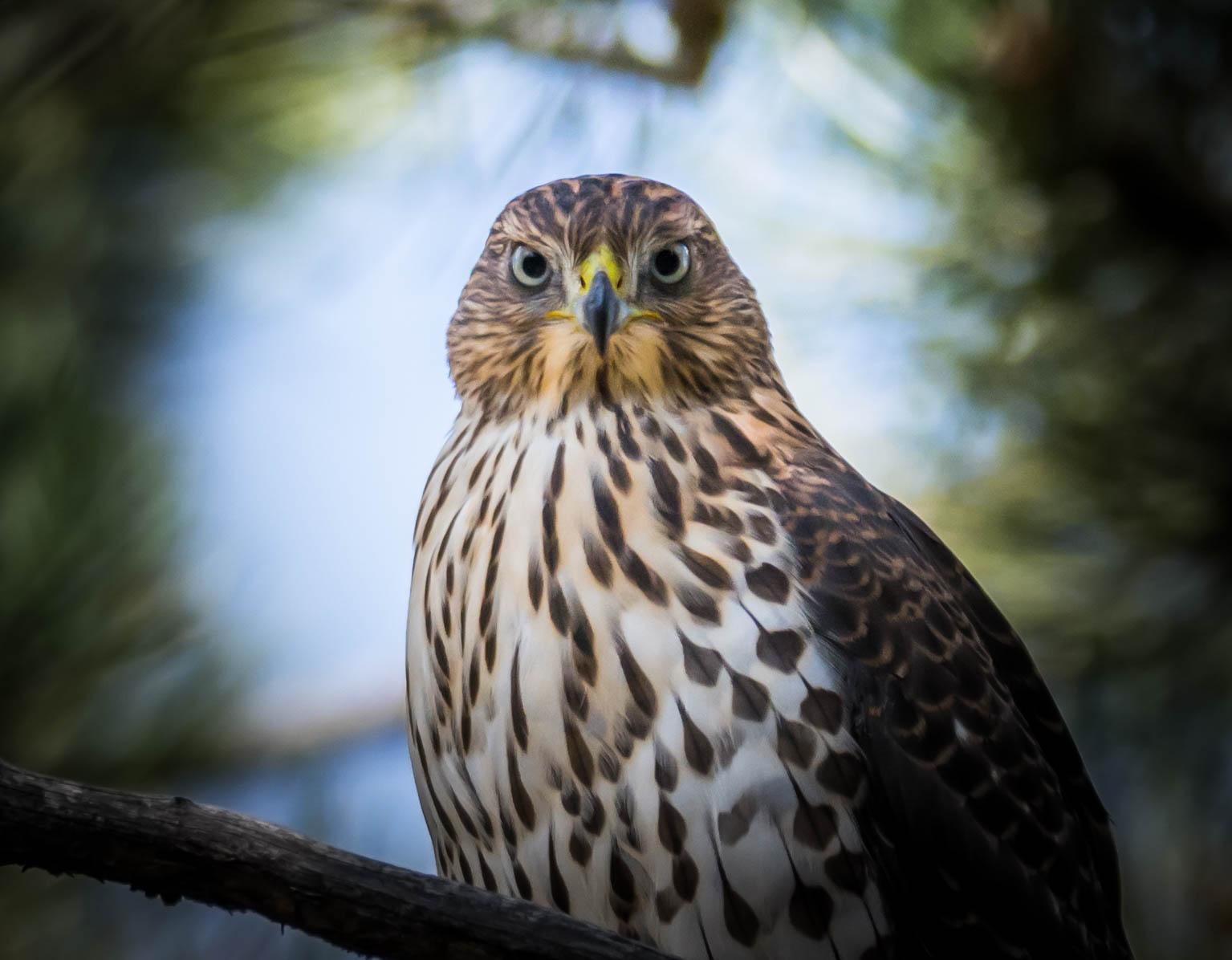 Cooper's Hawk Photo by Karen Prisby