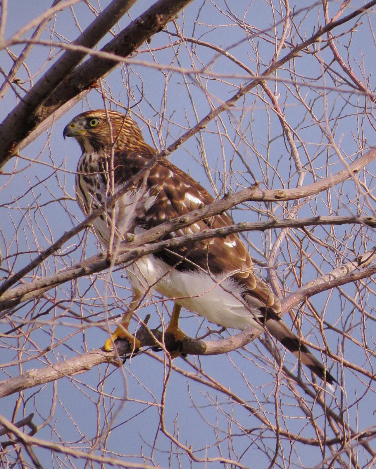 Cooper's Hawk Photo by Kent Jensen