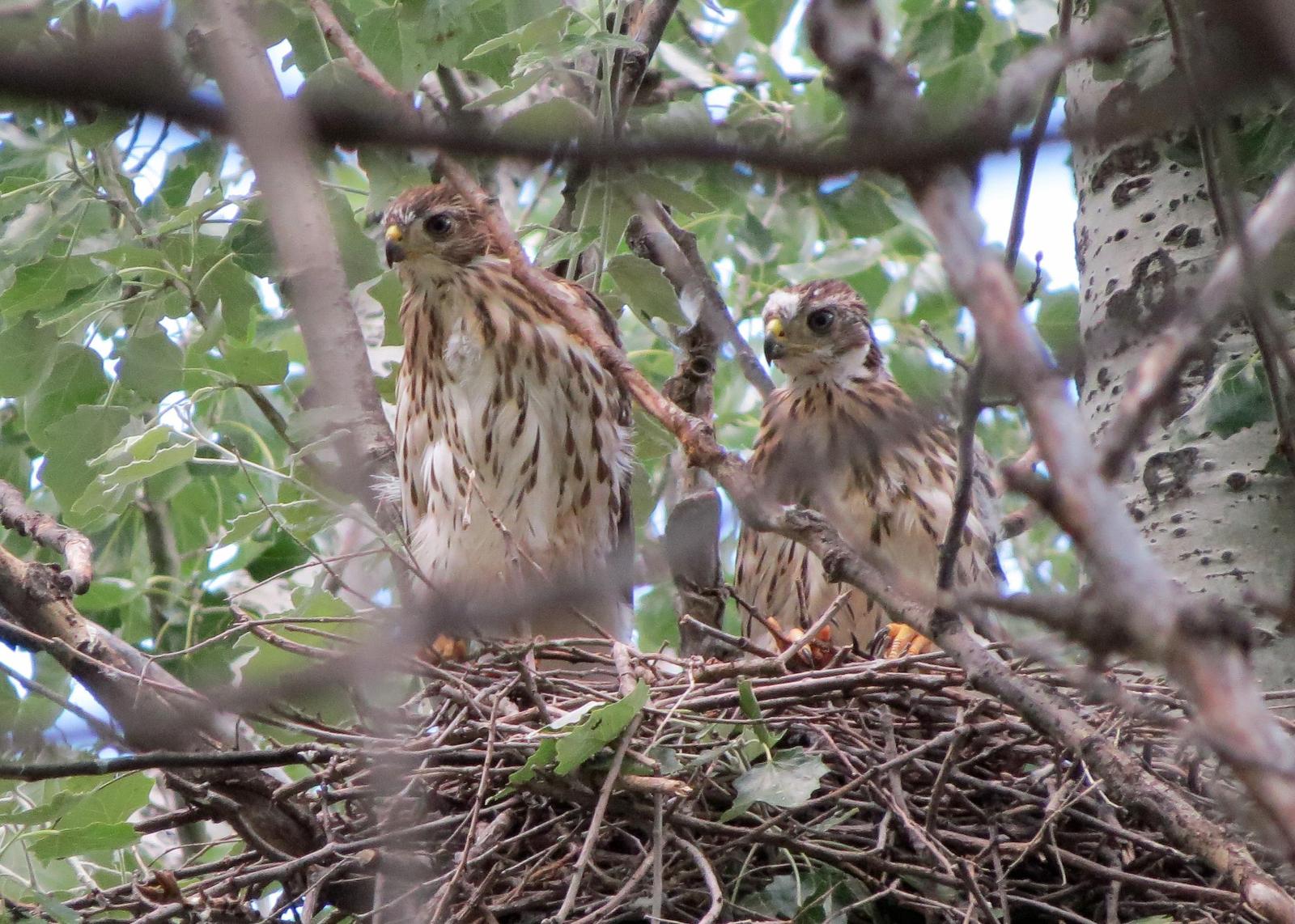 Cooper's Hawk Photo by Kelly Preheim