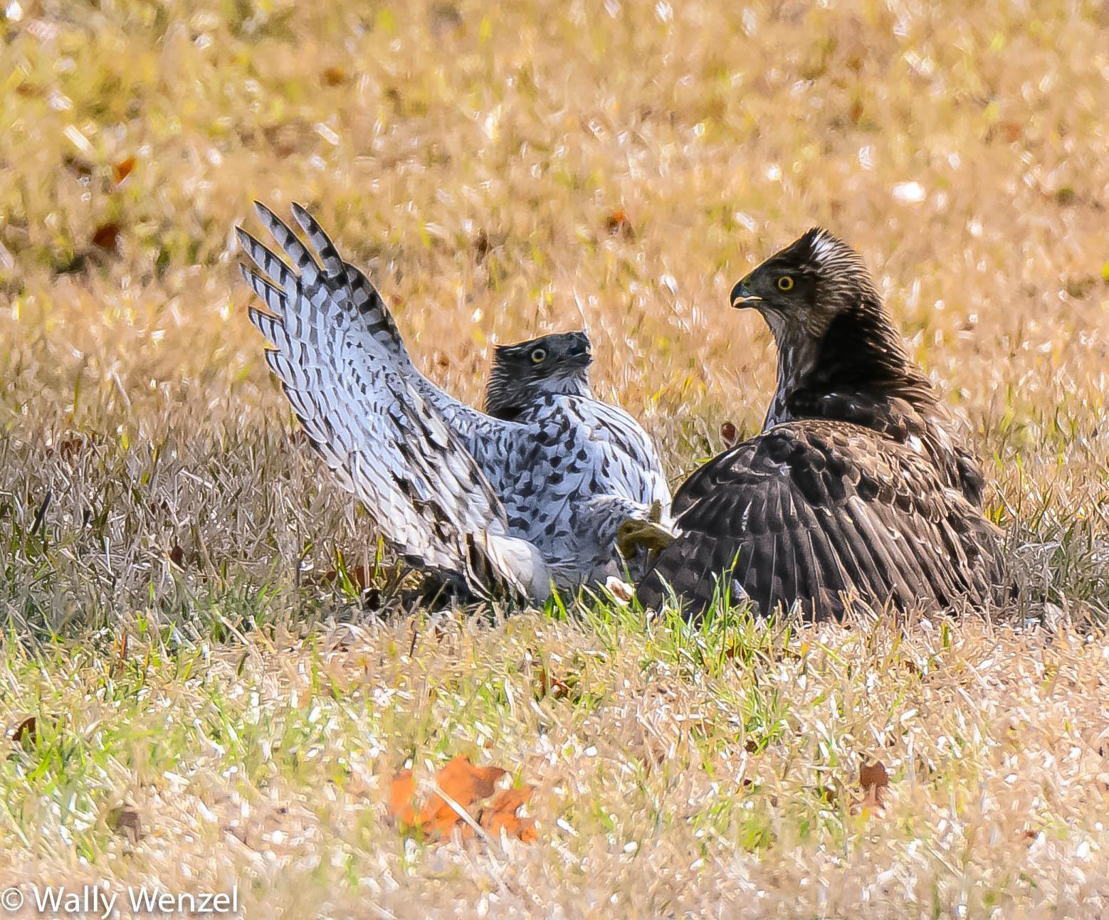 Cooper's Hawk Photo by Wally Wenzel