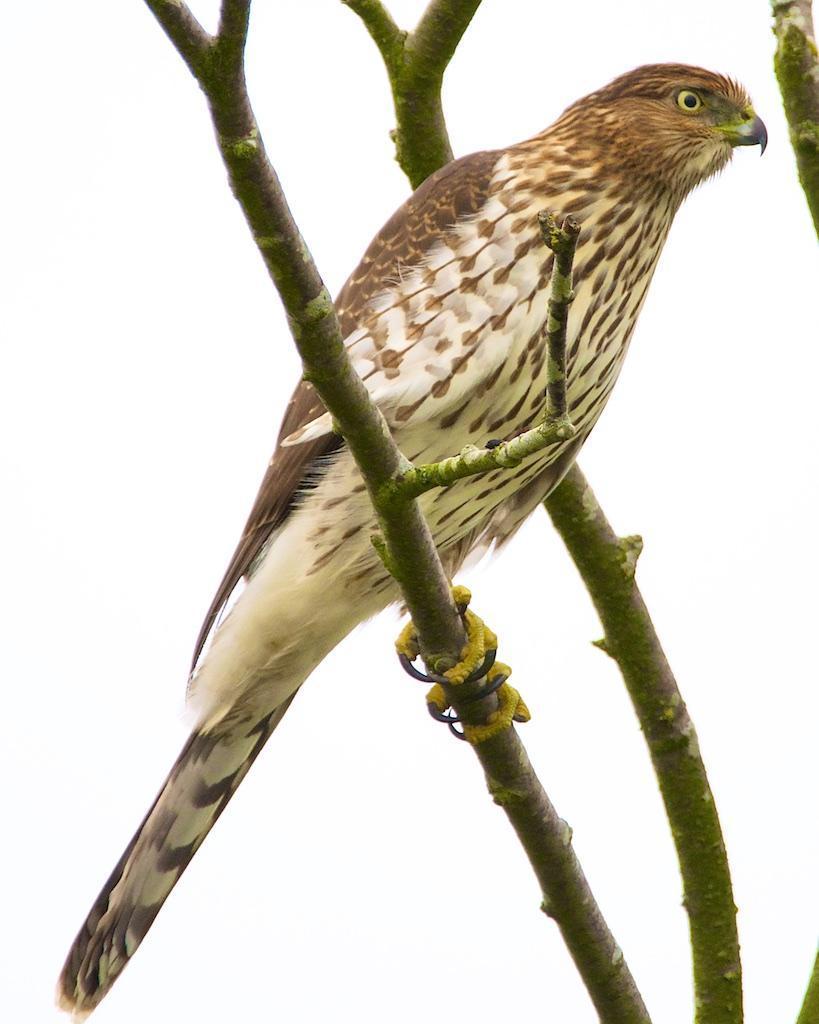 Cooper's Hawk Photo by Brian Avent