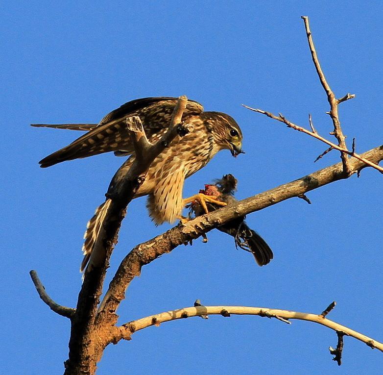 Cooper's Hawk Photo by Demayne Murphy