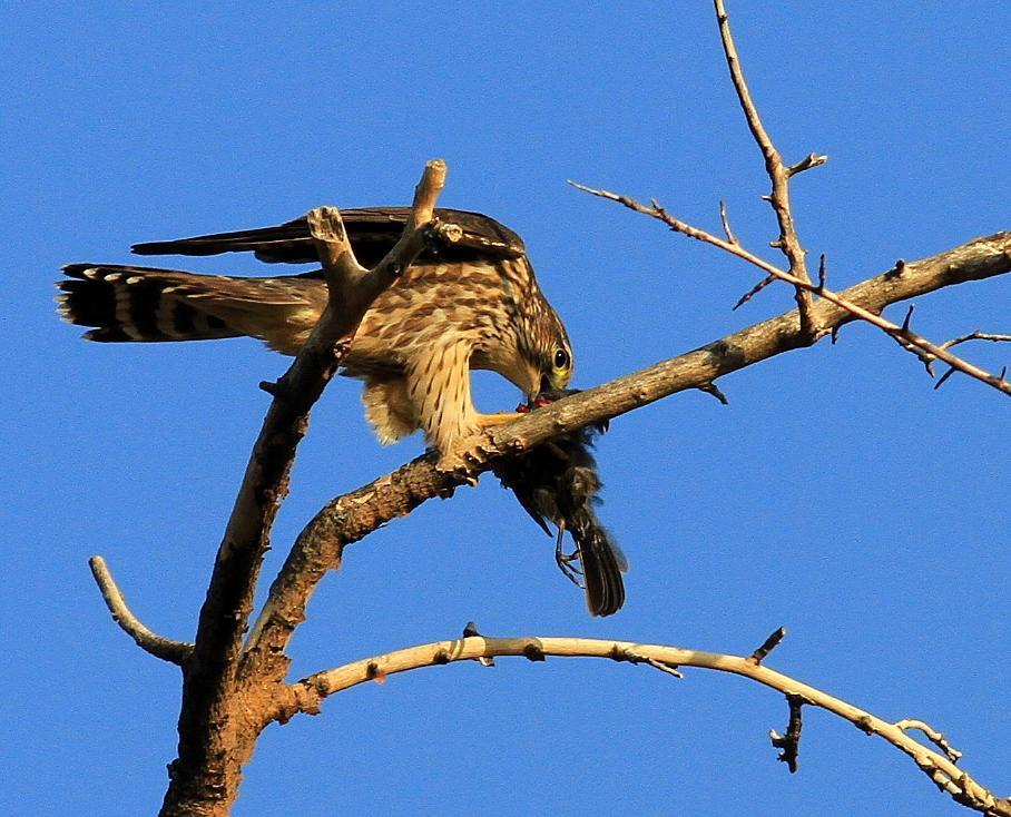 Cooper's Hawk Photo by Demayne Murphy