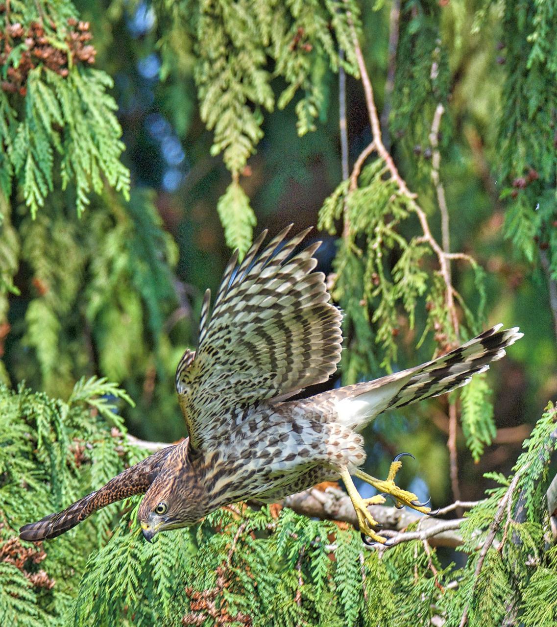 Cooper's Hawk Photo by Brian Avent
