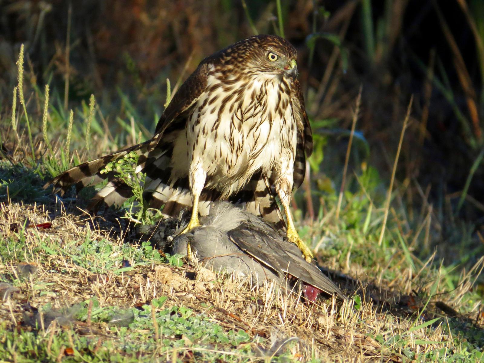 Cooper's Hawk Photo by Don Glasco