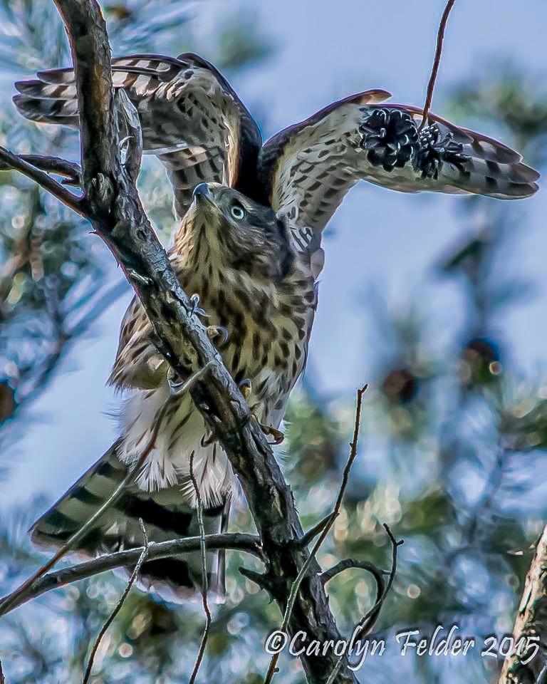 Cooper's Hawk Photo by Carolyn Felder