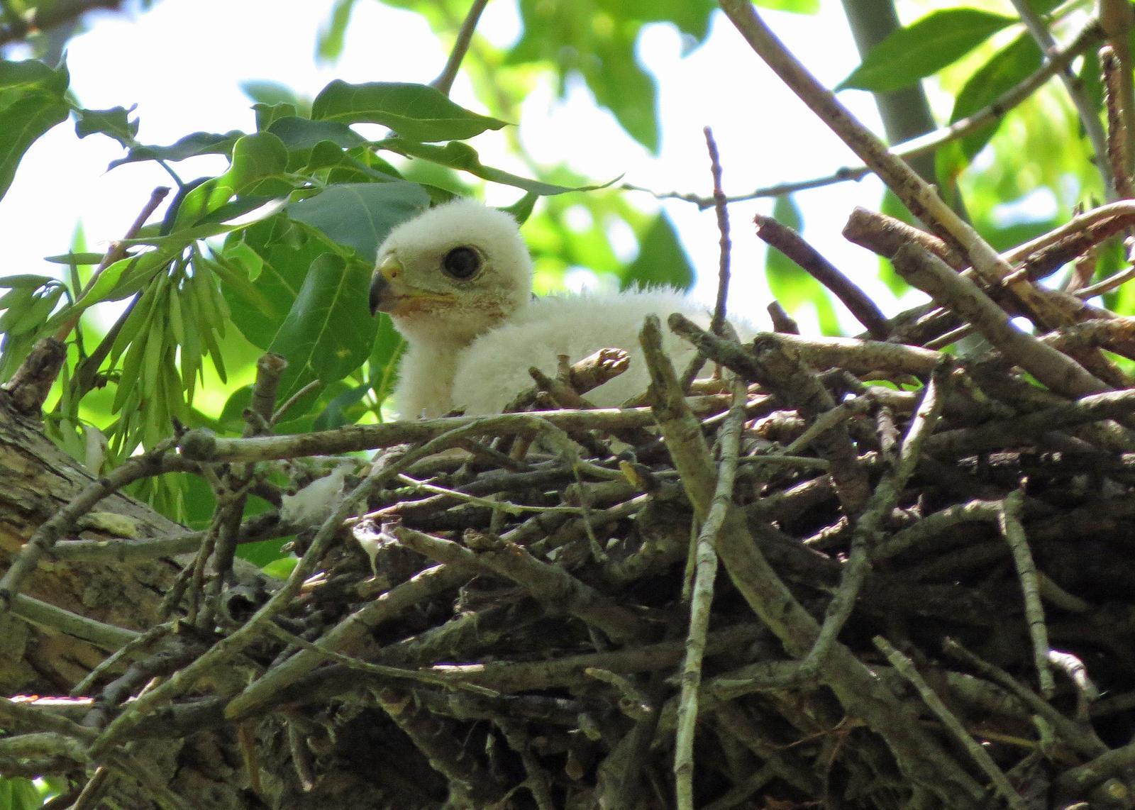 Cooper's Hawk Photo by Kelly Preheim