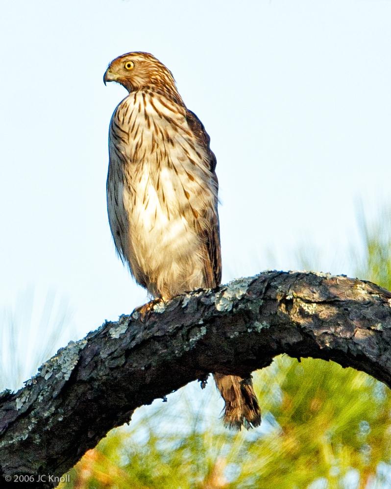 Northern Goshawk (American) Photo by JC Knoll