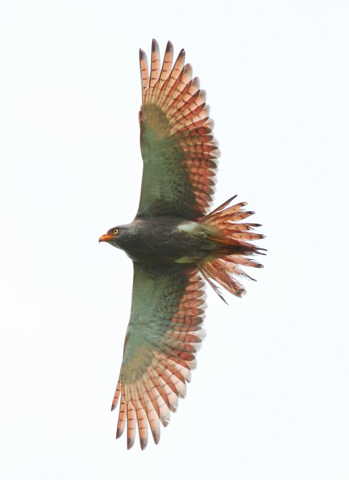 Rufous-winged Buzzard Photo by Uthai Cheummarung