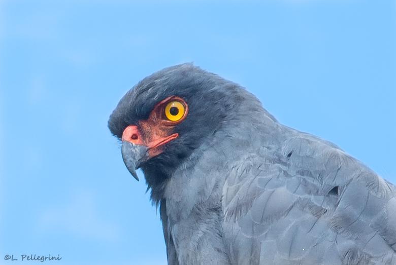 Slate-colored Hawk Photo by Laurence Pellegrini