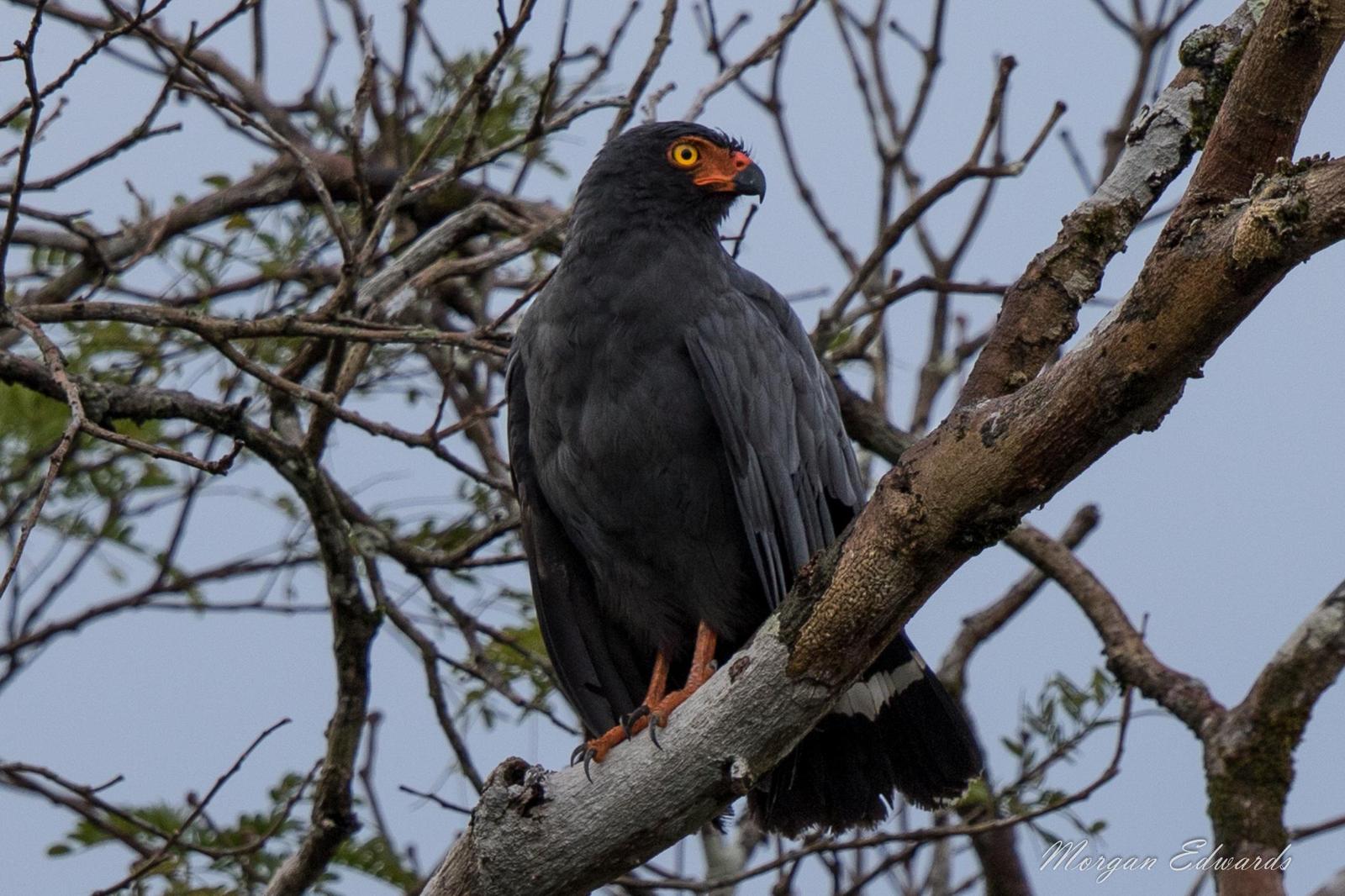 Slate-colored Hawk Photo by Morgan Edwards