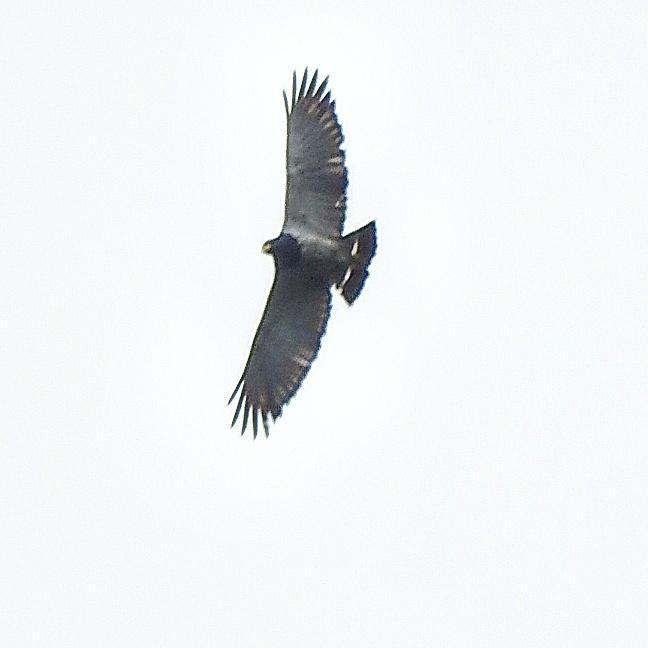 Barred Hawk Photo by Julio Delgado