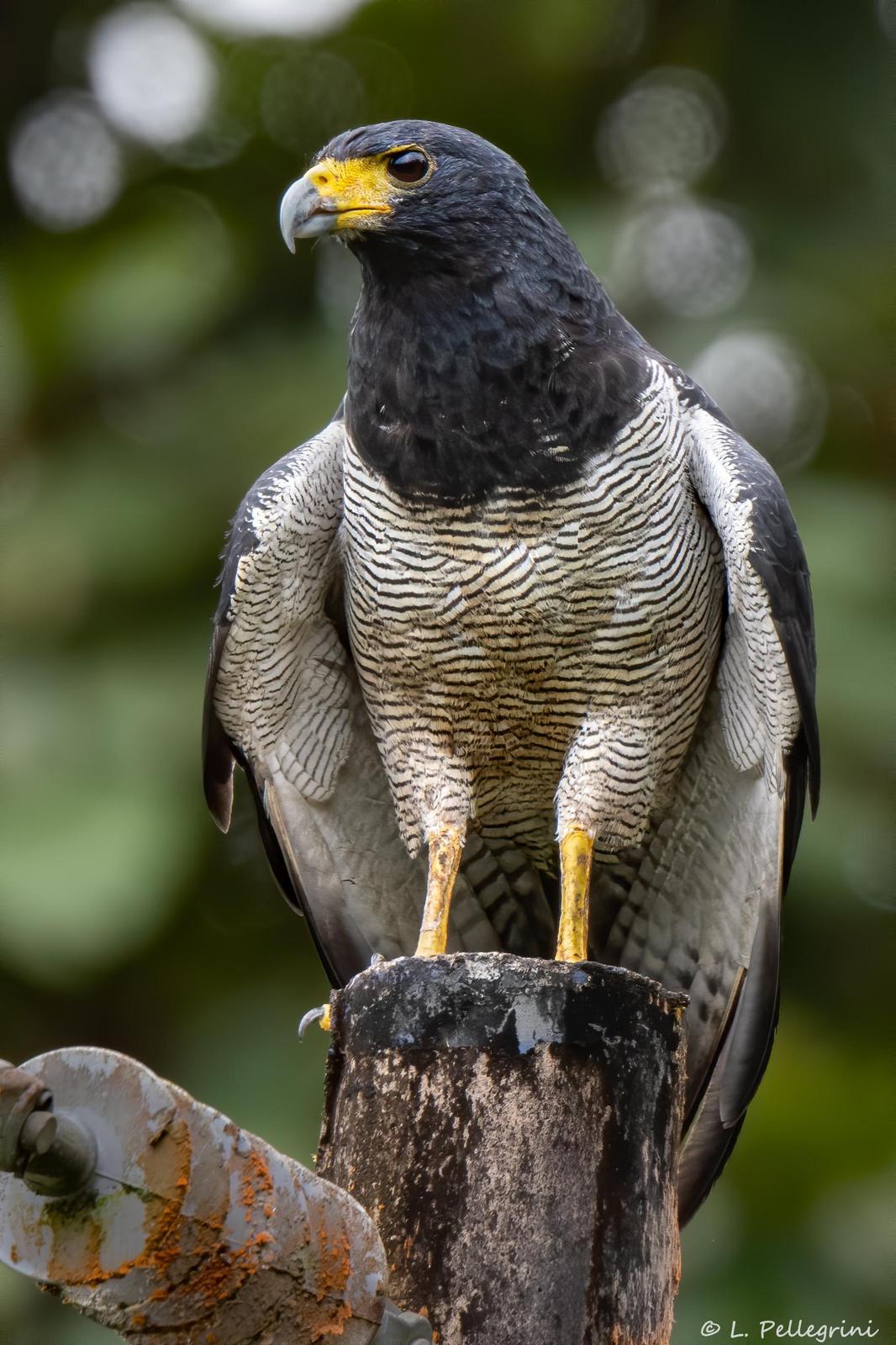 Barred Hawk Photo by Laurence Pellegrini
