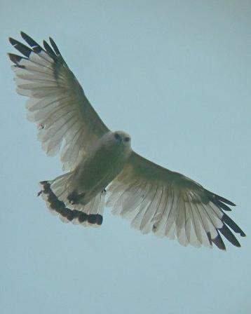 White Hawk Photo by Oscar Johnson