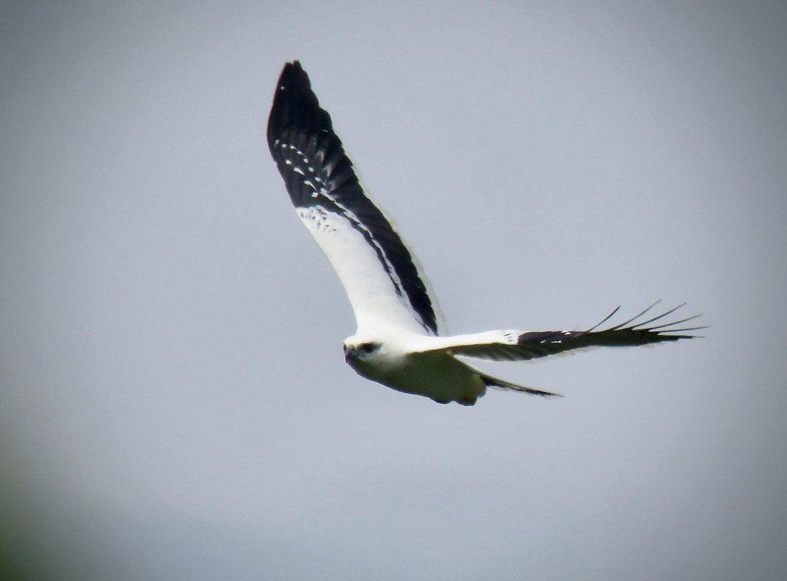 White Hawk Photo by James DeBiase