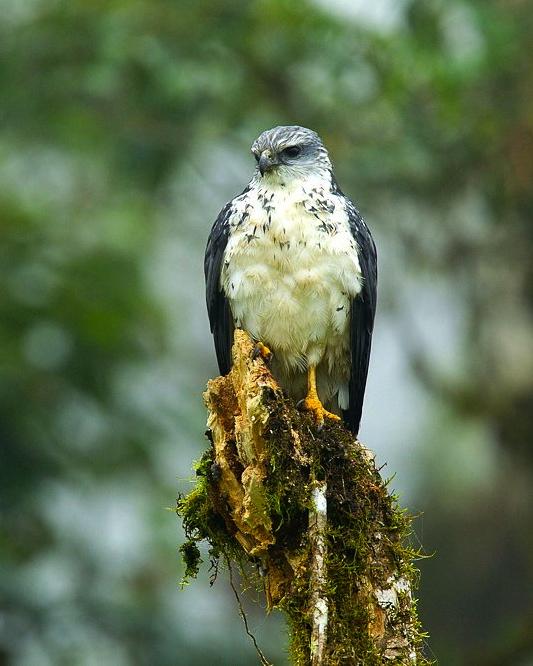 Gray-backed Hawk Photo by Francesco Veronesi