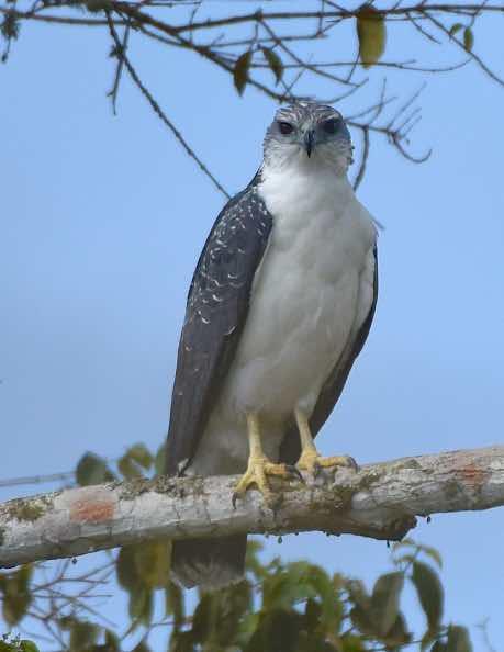 Gray-backed Hawk Photo by Andrew Pittman
