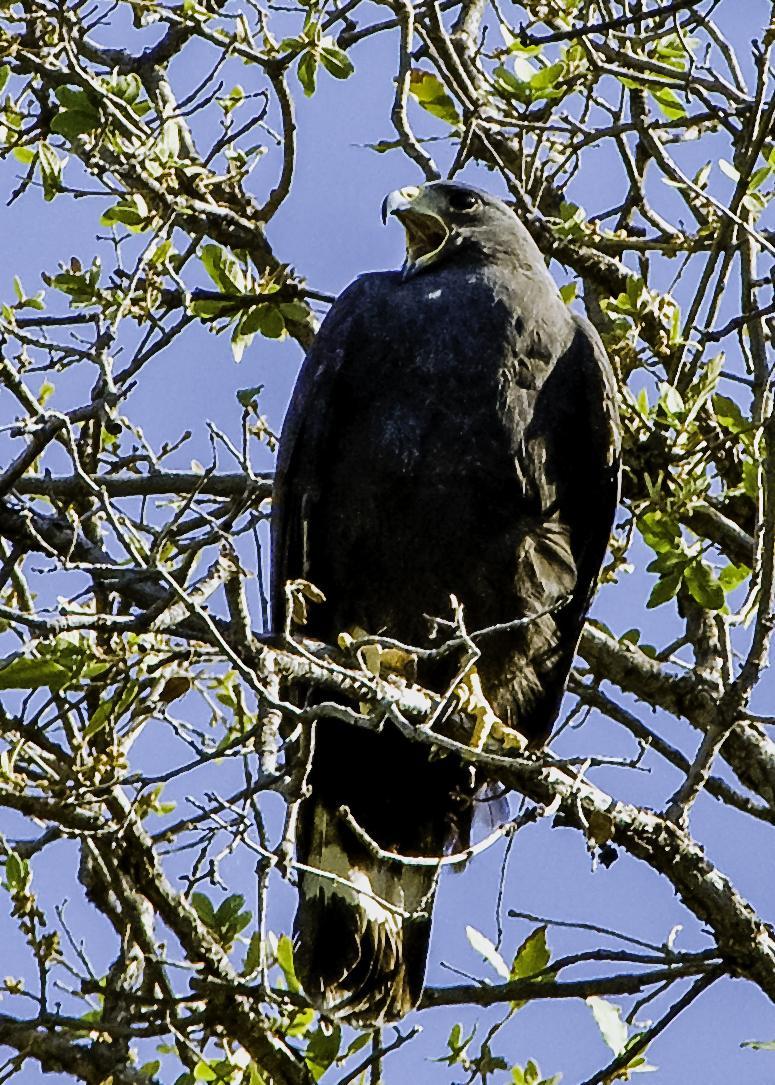 Common Black Hawk Photo by Mason Rose