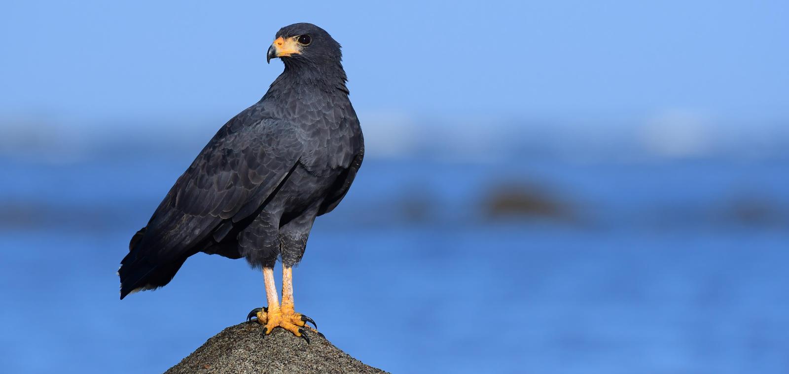 Common Black Hawk Photo by Gareth Rasberry