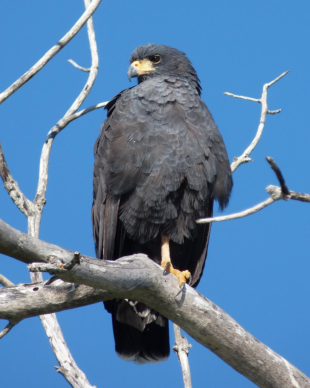 Common Black Hawk Photo by Ryan Steiner