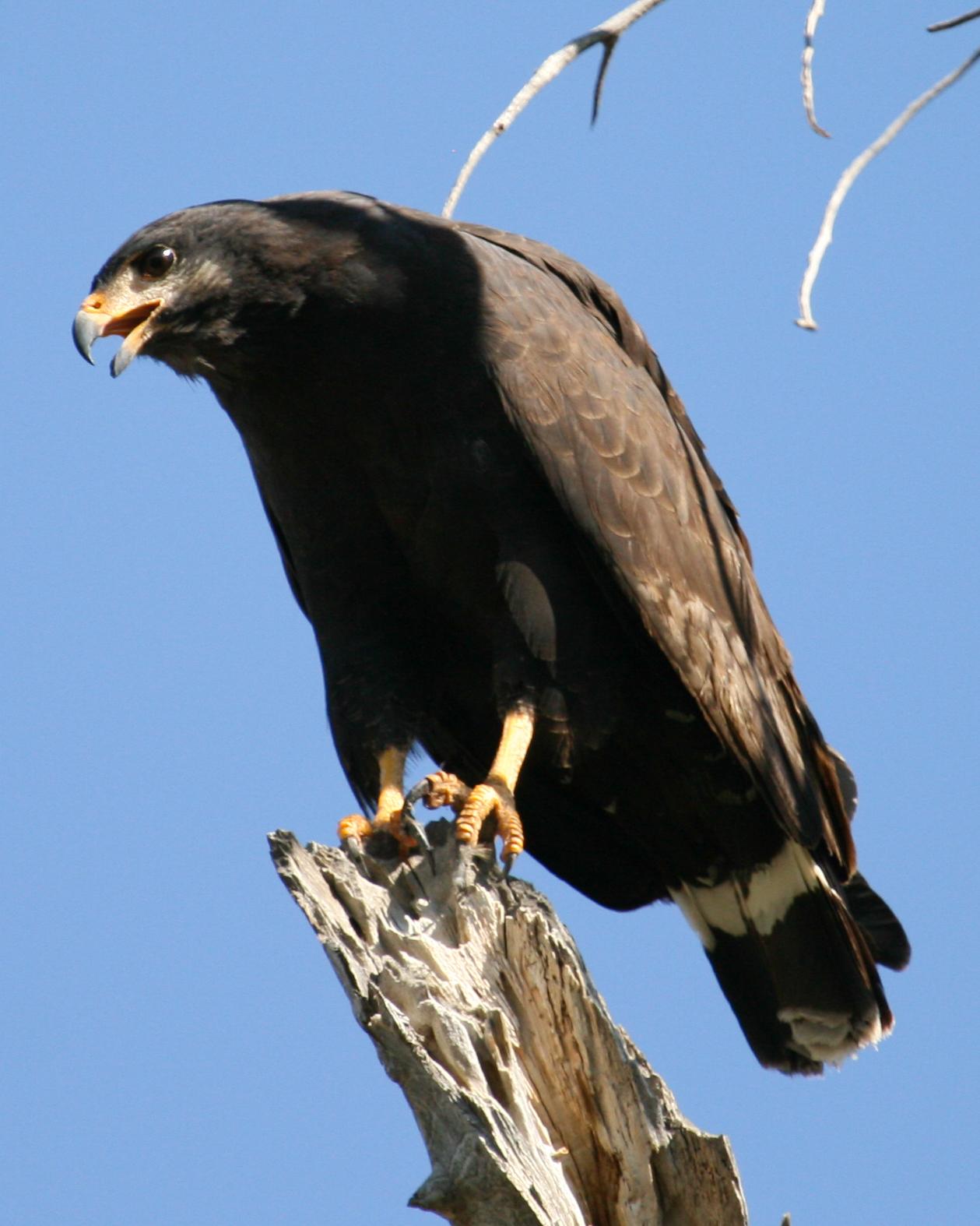 Common Black Hawk Photo by Nathan Renn