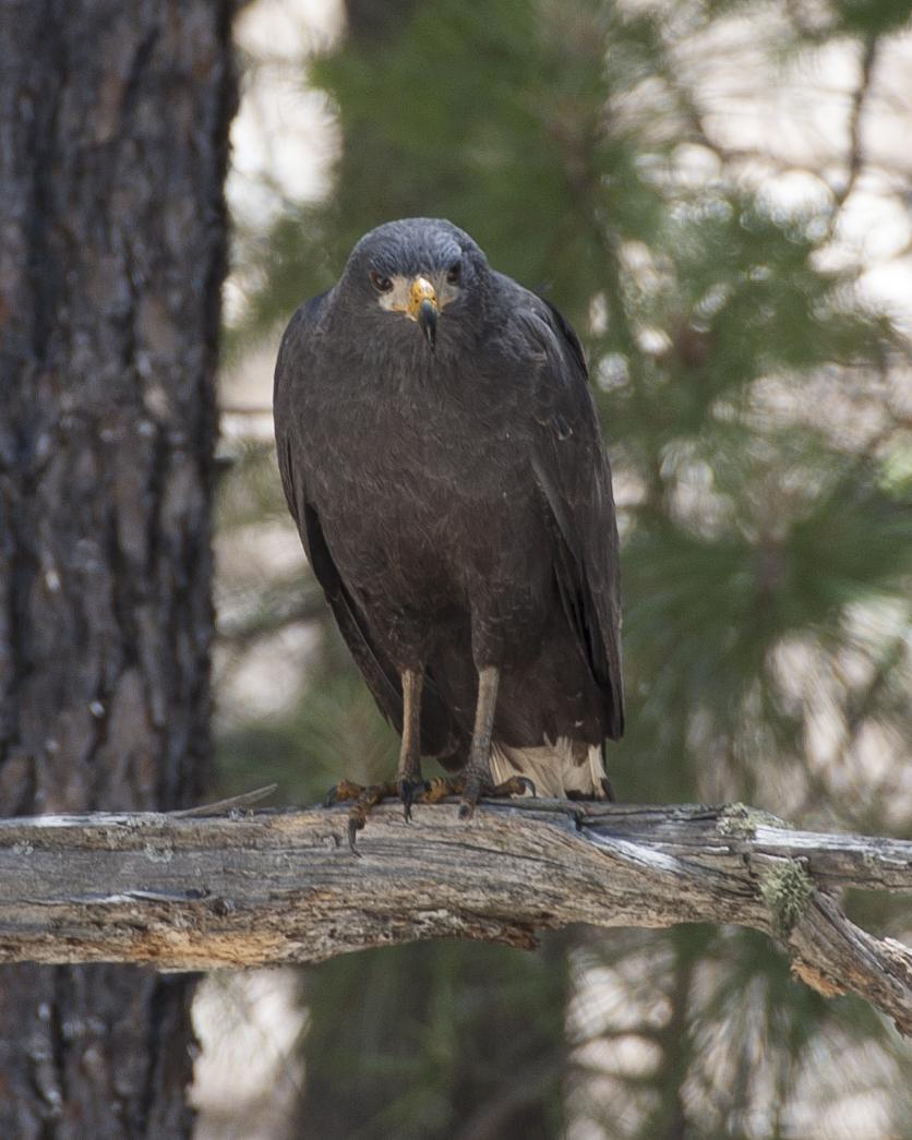 Common Black Hawk Photo by Jeff Moore